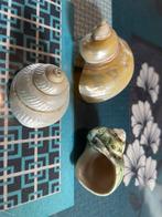 Schelpen, Verzamelen, Mineralen en Fossielen, Ophalen of Verzenden, Schelp(en)