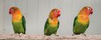 3-0 Fischeri groen/opaline/pale fallow '22,' 23, Dieren en Toebehoren, Vogels | Parkieten en Papegaaien