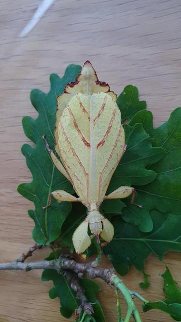 Phyllium bourquei "Itogon" beschikbaar voor biedingen