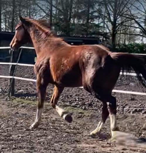 Bijna 3 jarige ruin kjento x flemmingh, Dieren en Toebehoren, Paarden, Ruin