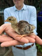Blauwe pauwen kuikens, Dieren en Toebehoren