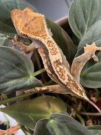 Wimpergekko, Hagedis, 0 tot 2 jaar