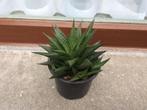 vet plantje, Huis en Inrichting, Kamerplanten, Ophalen, Vetplant, Halfschaduw, Minder dan 100 cm