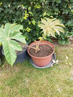 Tetrapanax rijstpapierplant, Ophalen