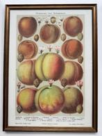 Schilderij kleurengravure van Tassotti fruit (genummerd), Ophalen