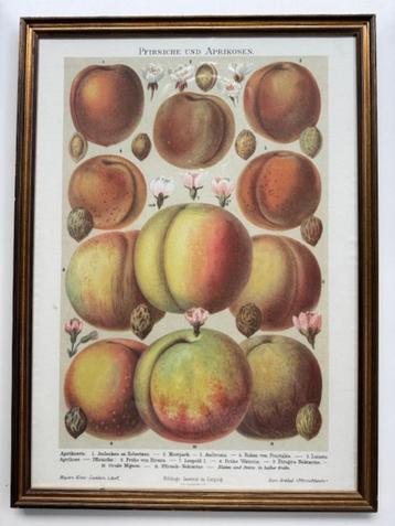 Schilderij kleurengravure van Tassotti fruit (genummerd)