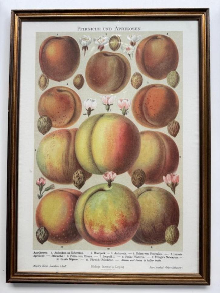 Schilderij van Tassotti fruit (genummerd), Antiek en Kunst, Kunst | Etsen en Gravures, Ophalen