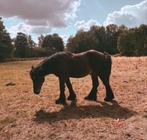 Boerenpaard, Dieren en Toebehoren, Paarden, 175 cm of meer, Met stamboom, 0 tot 2 jaar, Hengst