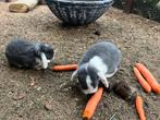 Dwerg hangoor konijntjes, Dieren en Toebehoren, Konijnen, Dwerg, Hangoor