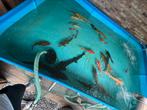 2 grote steuren en kois te koop, Karper of Koi