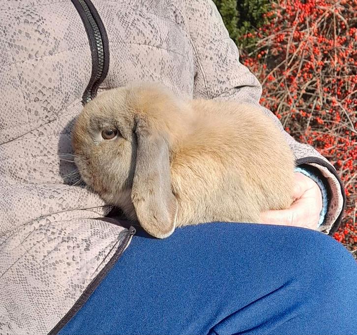 Nederlandse hangoordwerg ram isabella- kleurig, Dieren en Toebehoren, Konijnen, Dwerg, Mannelijk, 0 tot 2 jaar, Hangoor