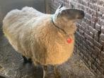 schaap ooi te koop niet drachtig 3 jaar oud, Dieren en Toebehoren