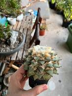 Ariocarpus retusus, Tuin en Terras, Planten | Tuinplanten, Ophalen of Verzenden