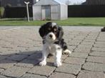 Cavalier King Charles Spaniel pups, Dieren en Toebehoren, Honden | Retrievers, Spaniëls en Waterhonden, België, CDV (hondenziekte)