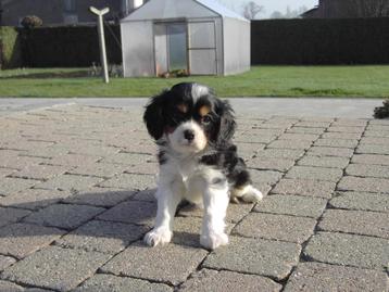 Cavalier King Charles Spaniel pups beschikbaar voor biedingen