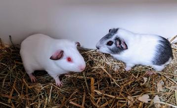 2 gladhaar cavia beertjes beschikbaar voor biedingen