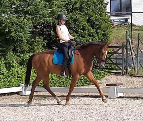 Otilazz- Lieve 6 jarige dressuurruin, Dieren en Toebehoren, Paarden, Ruin, L, 165 tot 170 cm, 3 tot 6 jaar, Dressuurpaard