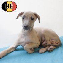 Italiaanse Windhondjes met verfijnde uitstraling te koop, Dieren en Toebehoren, Honden | Windhonden, Meerdere dieren, Overige rassen