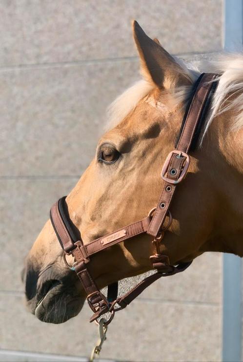 Eerlijke & aanhankelijke Palomino ruin, Dieren en Toebehoren, Paarden, Ruin, 160 tot 165 cm, 11 jaar of ouder, Gechipt, Ontwormd