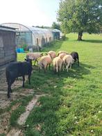 Rammen te koop, Dieren en Toebehoren