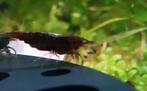 Neocaridina Garnalen * Red Onyx