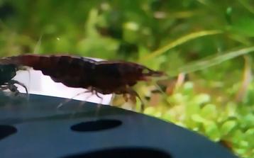 Neocaridina Garnalen * Red Onyx beschikbaar voor biedingen