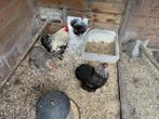 Broedeieren cochin kriel, Dieren en Toebehoren, Pluimvee