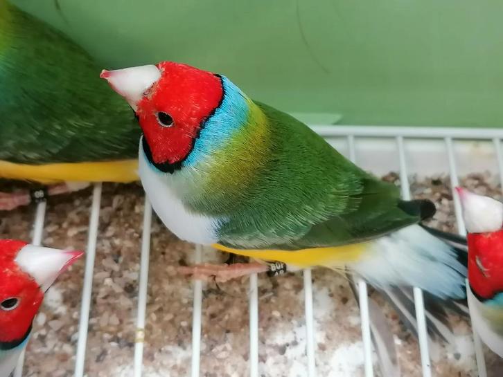 A vendre diamant de goulds croupion jaunes, Animaux & Accessoires, Oiseaux | Oiseaux Autre, Mâle