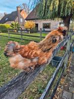 Zijdehoen haan, Dieren en Toebehoren, Mannelijk, Kip