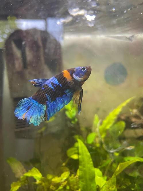 Visbestand 40l: Betta, kegelvlekbarbelen, vijfstreepbarbelen, Dieren en Toebehoren, Vissen | Aquaria en Toebehoren, Gebruikt, Overige typen