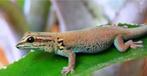 Vrouwelijke Lygodactylus williamsi gezocht!, Dieren en Toebehoren, Ophalen, Nieuw, Terrarium of Paludarium