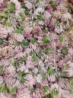 Gratis zaad Bieslook, Tuin en Terras, Bloembollen en Zaden, Ophalen, Zaad