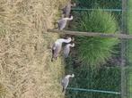 Magelhaenganzen 2025, Dieren en Toebehoren, Pluimvee, Meerdere dieren, Gans of Zwaan