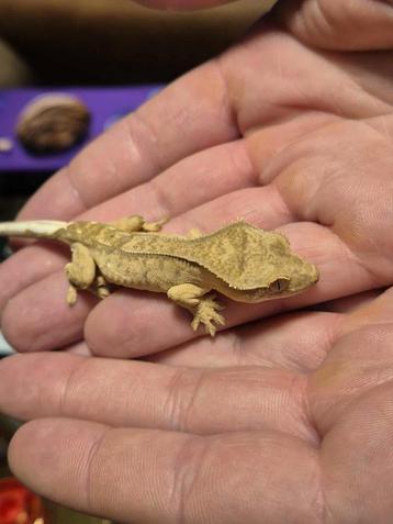 Wimpergekko te koop 22 weken oud  beschikbaar voor biedingen