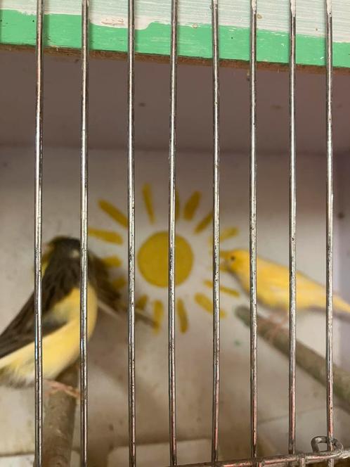 KWEEKRIJPE ZEBRAVINK-DIAMANTDUIF-JAP.MEEUW-KANARIE, Dieren en Toebehoren, Vogels | Overige Vogels, Tropenvogel, Meerdere dieren
