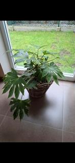 Mooie plant voor binnen of buiten in nieuwe rieten mand, Tuin en Terras, Ophalen