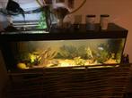 Aquarium cichlidé avec 2 tortues rayées chinoises, Animaux & Accessoires, Poissons | Aquariums & Accessoires, Comme neuf, Enlèvement ou Envoi
