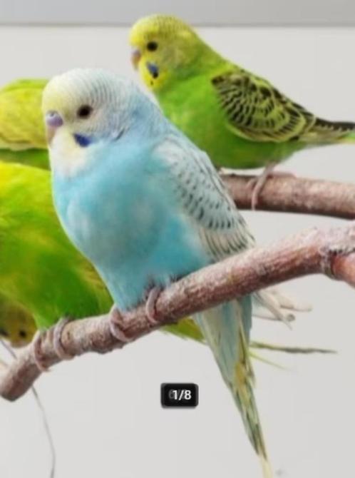 Liefdevolle tamme grasparkietjes te koop, Dieren en Toebehoren, Vogels | Parkieten en Papegaaien, Parkiet, Meerdere dieren, Tam