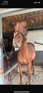 Brave draagmerrie/ recreatie te koop, Dieren en Toebehoren