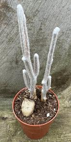 Seyrigia Multiflora, Minder dan 100 cm, Volle zon, Verzenden, Vetplant