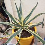 Grote meerjarige zeer mooie plant Agave Americana, Huis en Inrichting, Kamerplanten, Ophalen, Vetplant, In pot, Minder dan 100 cm