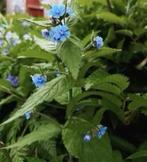 Overblijvende ossentong /Anchusa sempervirens, schaduwplant, Tuin en Terras, Planten | Tuinplanten, Vaste plant, Halfschaduw, Zomer