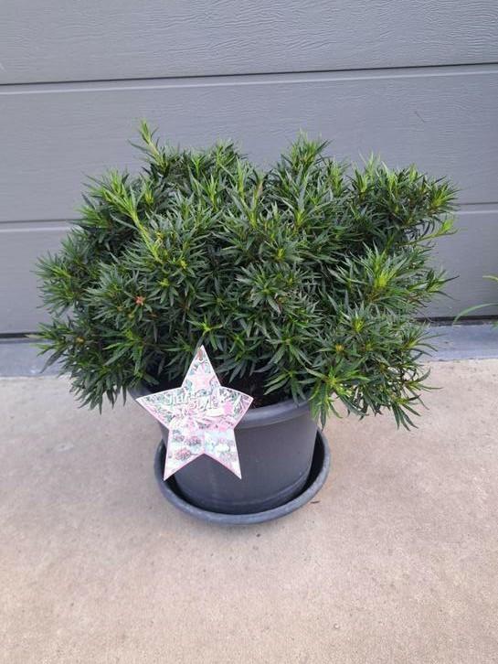 Rhododendron StarStyle pink, Tuin en Terras, Planten | Tuinplanten, Vaste plant, Overige soorten, Lente, Ophalen