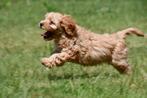 Cavapoo pups te koop, Dieren en Toebehoren, 15 weken tot 1 jaar, Overige rassen, Buitenland, CDV (hondenziekte)
