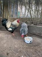 Wyandotte kriel haan, Dieren en Toebehoren, Pluimvee, Mannelijk, Kip