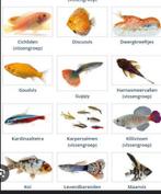 Gezocht, Dieren en Toebehoren