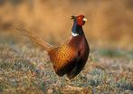 Broedeieren gezocht van bosfazant en canadese gans, Dieren en Toebehoren, Pluimvee