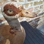 Nijlgans Alopochen aegypticatus, Verzenden, Gebruikt, Vogel, Opgezet dier