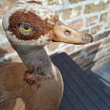 Nijlgans Alopochen aegypticatus beschikbaar voor biedingen