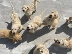 Goldendoodle pups te koop, België, Overige rassen, CDV (hondenziekte), 8 tot 15 weken